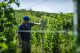 Ericsson, connettività sicura per l’IoT e il settore vinicolo