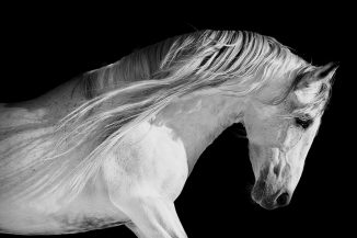 Xerox White Dry Ink, la stampa del bianco come non l’avete mai vista