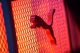 Puma sceglie il customer engagement di Mapp Digital