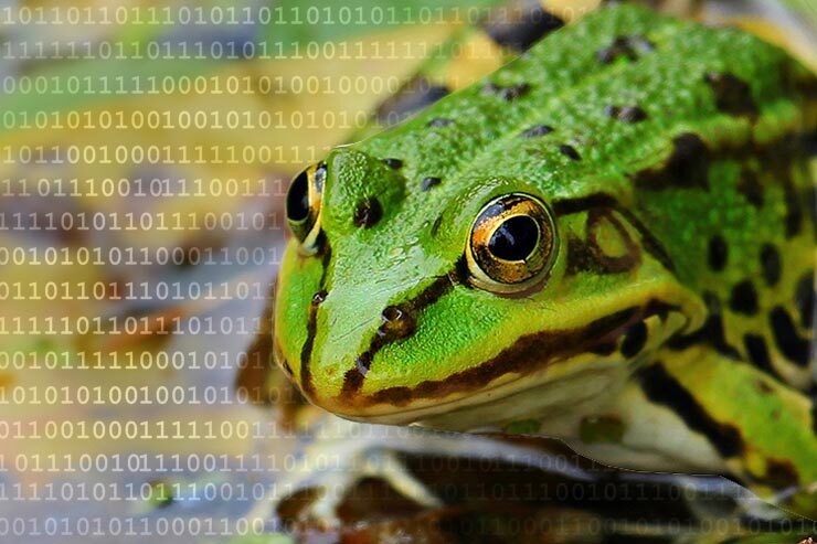 botnet